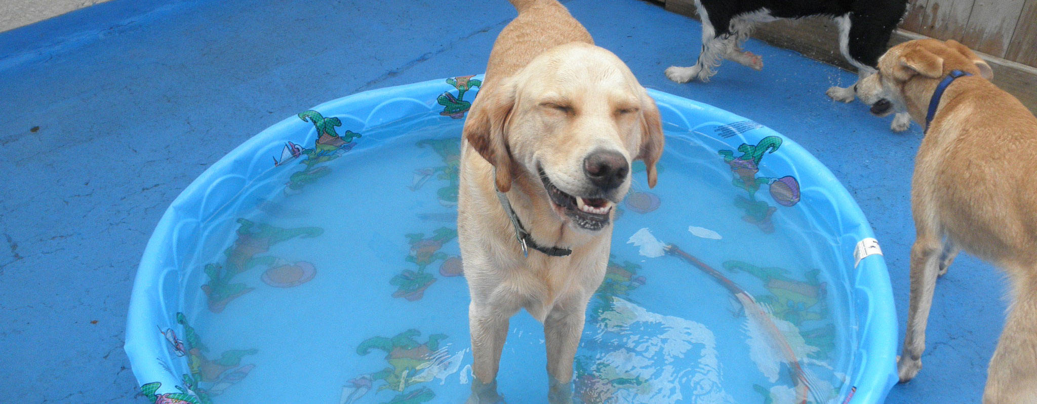 Dog Smiling in the pool at SoBo Dog Daycare in Baltimore Maryland