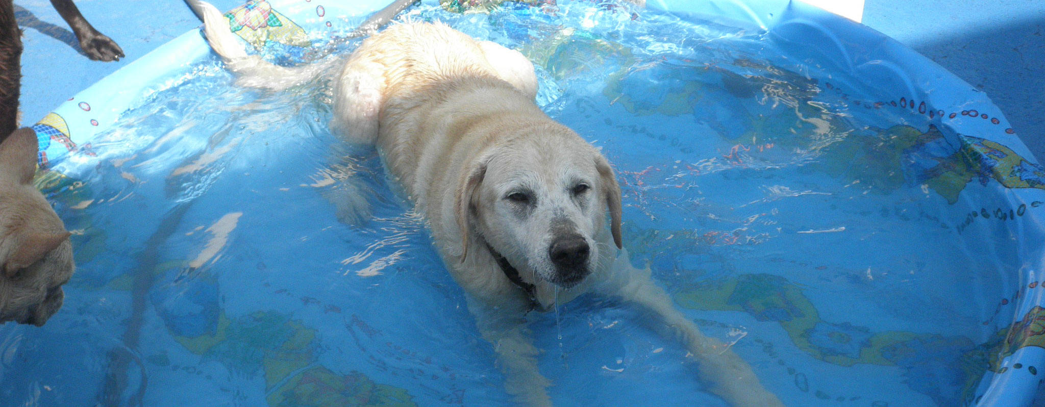 Dog relaxing in the pool at SoBo Dog Daycare in Baltimore City
