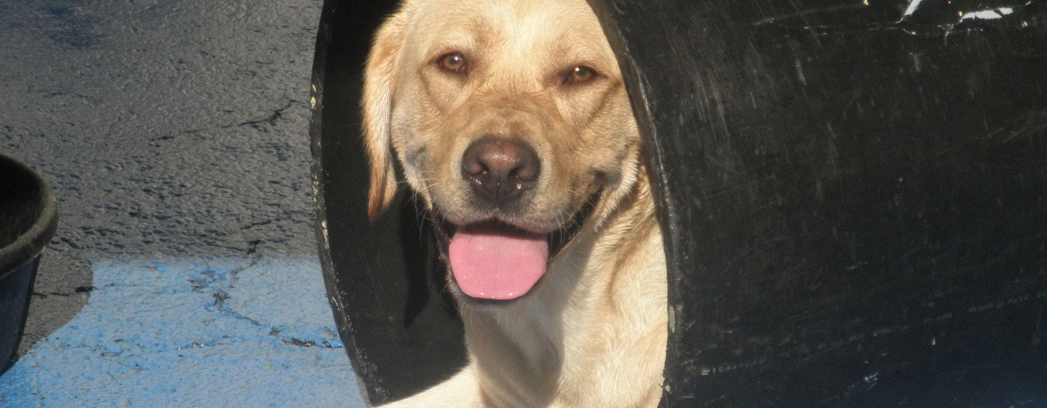 Dog Playing in tunnel at SoBo Dog Daycare in South Baltimore