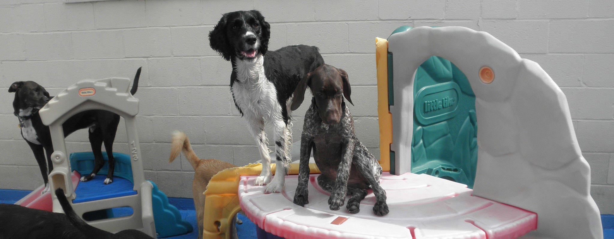 Dogs playing in outdoor play area at Sobo Dog Care in Locust Point, the best dog daycare in Baltimore!