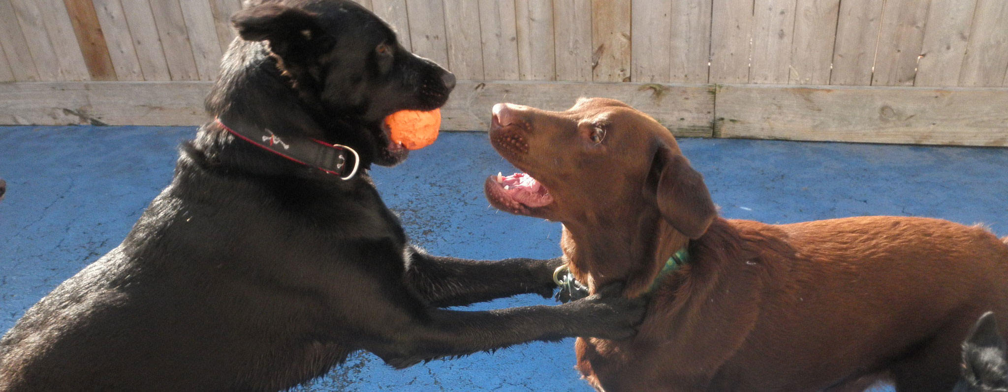 2 dogs playing in the outdoor section of SoBo Dog Daycare in Baltimore City